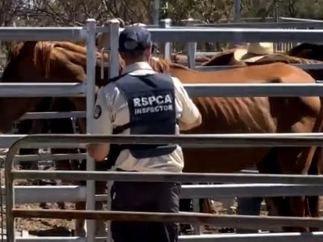 Carole morris and Shane jones have had their Morgan property raided by police, rspca and state govt”