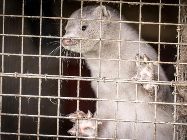 Denmark will cull the entire 15 million mink farmed on its territory because of a mutation of coronavirus COVID-19 already transmitted to 12 people. Picture: AFP