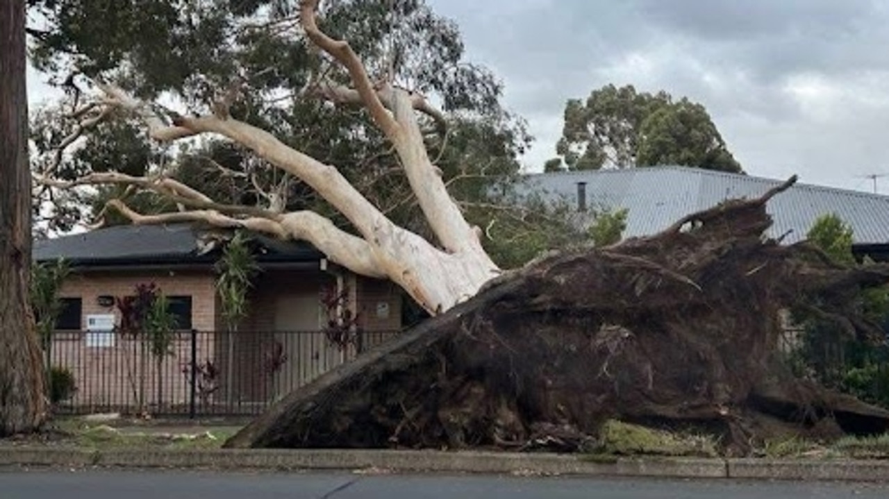 Church smashed by tree in strong winds