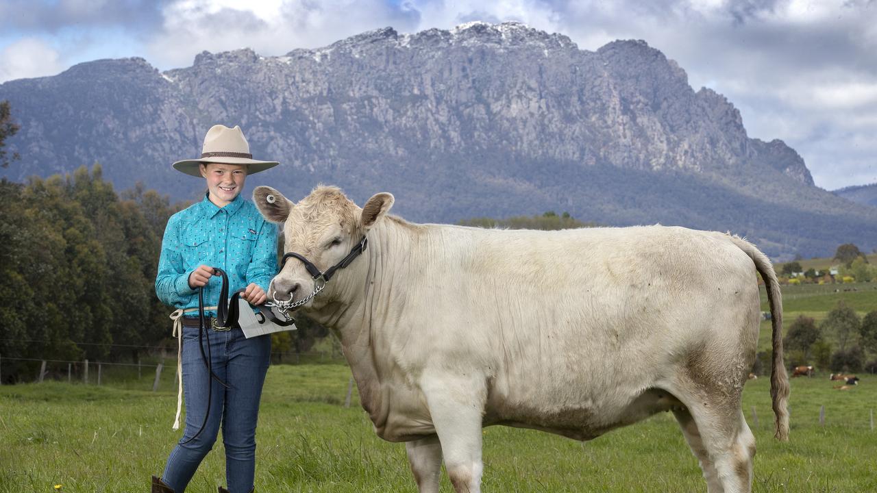 Cattle handler Bridie Duff 10 of the Sheffield District School with Petra, Glen View Murray Grey of Paradise at the Sheffield School Show. PICTURE CHRIS KIDD