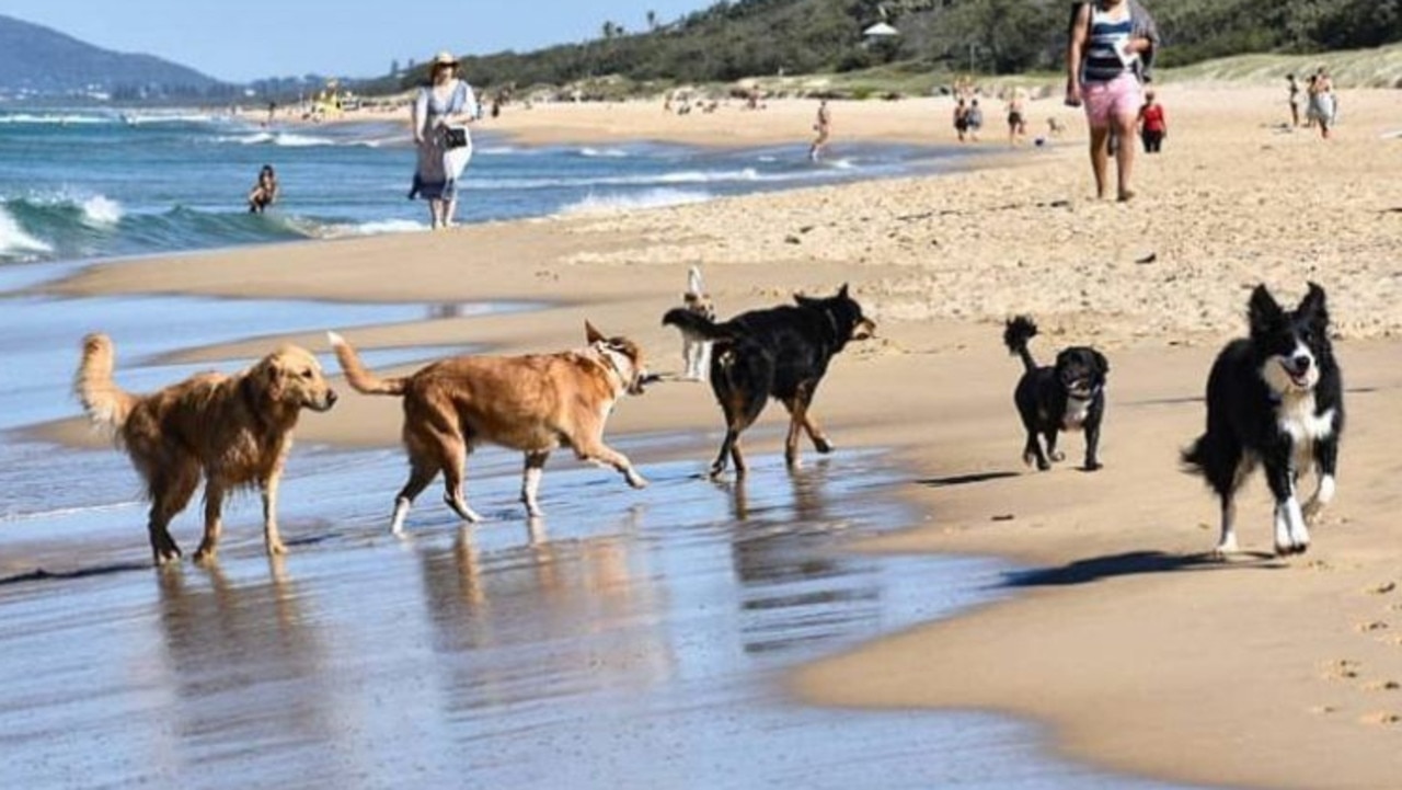 Noosa wildlife: Pets: Noosa joins desexing campaign | The Courier Mail