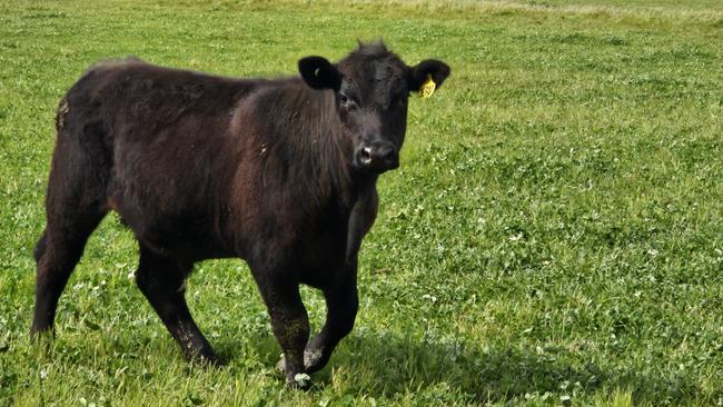 The Bishop family carried cattle in partnership with Te Mania Angus in recent seasons.