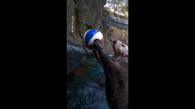 Rescued otter loves to slam dunk