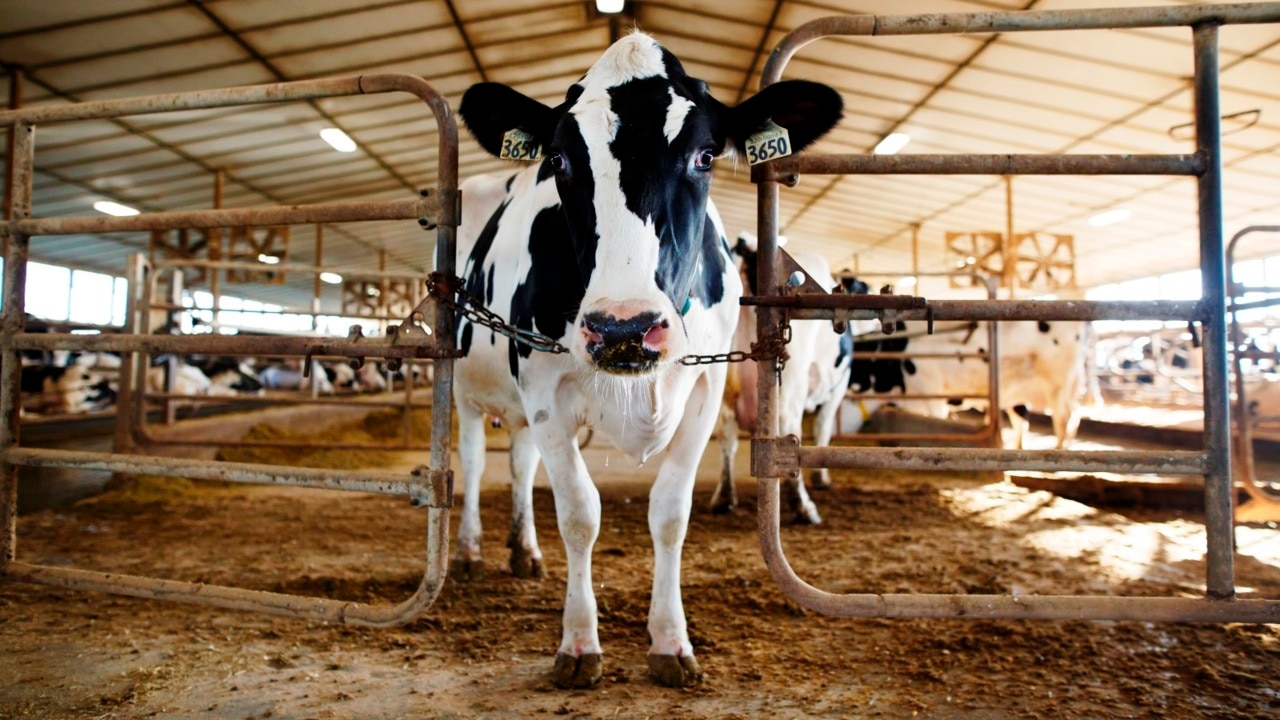 Competition watchdog issues warning to dairy processors