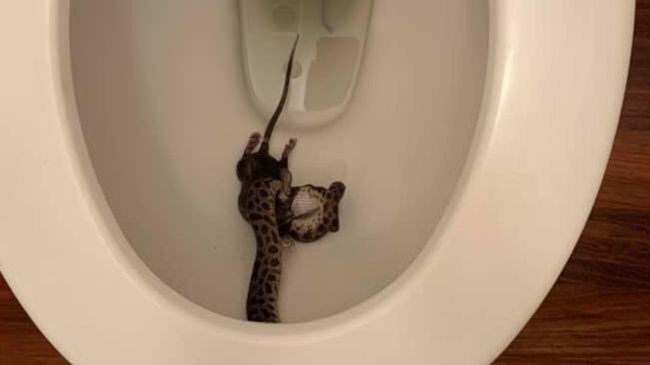 Melbourne resident finds deadly tiger snake in toilet bowl