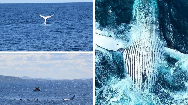 ‘Rare to witness’: Video reveals stunning glimpse in bumper whale season