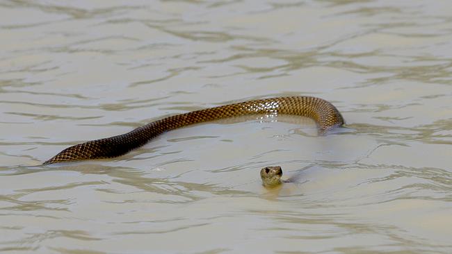 The Riverland. Berri/Loxton. Brown snake swimming on the River Murray.