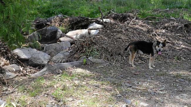 Family dog Max beside the rubbish from a fresh in Lagoon Creek at Greymare last month. Picture: Gerard Walsh