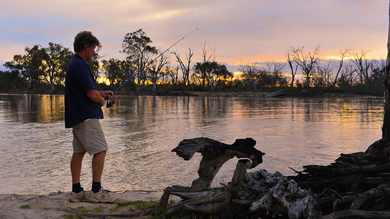 Murray River running out of native fish, a situation worsened by drought and extreme weather