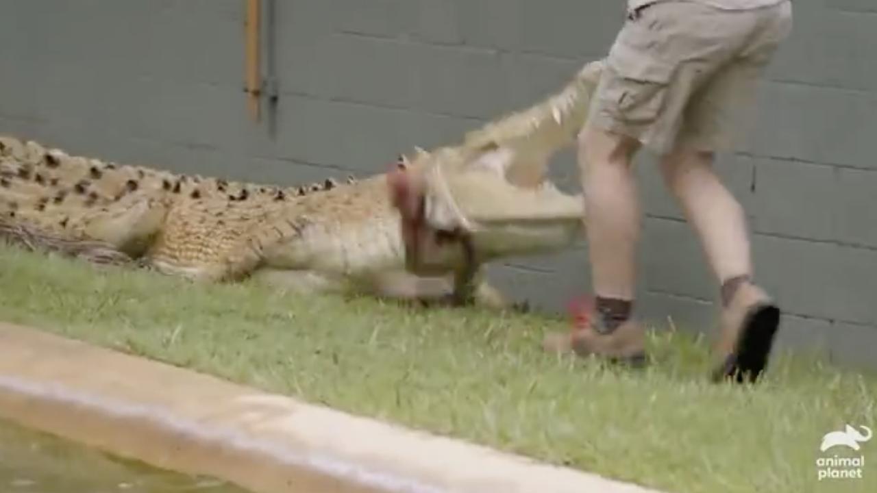 Casper the crocodile darts at Robert Irwin in the final episode of Crikey! It’s The Irwins, filmed at Australia Zoo. Picture: Animal Planet