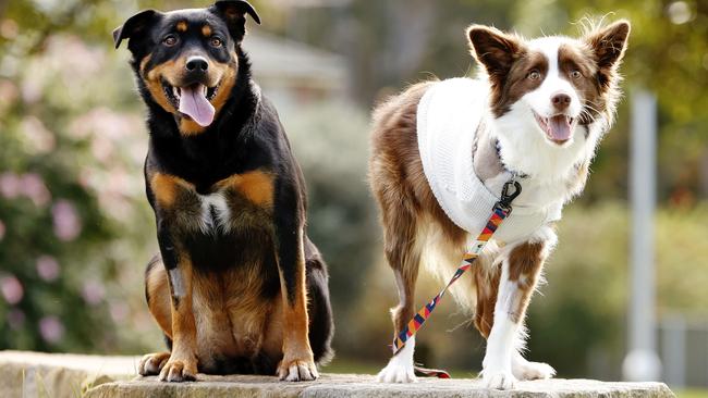 Tashi the border collie (right) is recovering after having his leg amputated. He was given a blood donation by his mate Saskia, the rottweiler cross (left). Picture: Sam Ruttyn