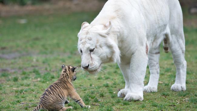 Sultan was taught everything he knows by his late father Mohan. Picture: Dreamworld