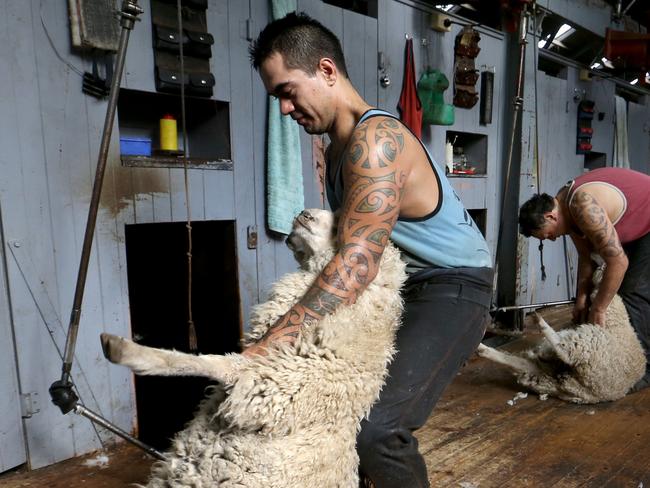 18/05/2016 New Zealand shearer Lee Brown shearing at Terrinallum Station in Victoria.A severe shortage of shearers in Australia is forcing more shearing teams to rely on New Zealanders.  David Geraghty / The Australian