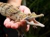 Why freshwater crocodile numbers are declining