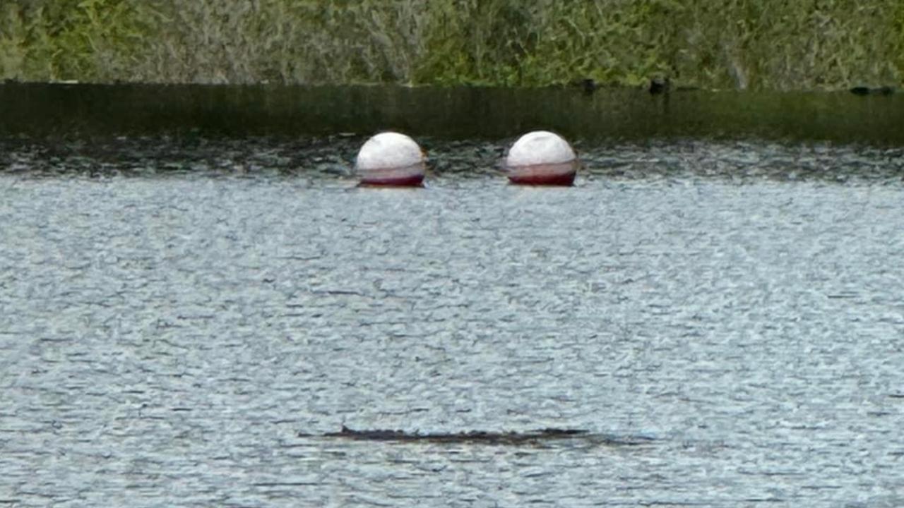 A possible crocodile sighting at Howard Weir.