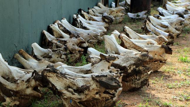 The skulls of rhinos killed by poachers.