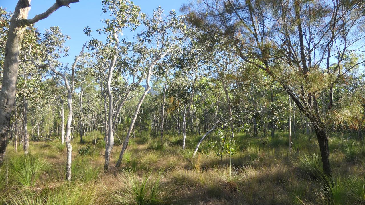 Broad leaf tea tree woodlands in North Queensland. Picture: Daryl Dickson