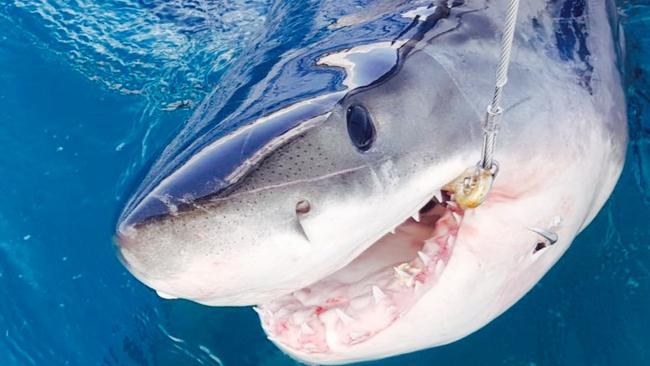 This 2.35m female great white shark was caught on a drumline off One Mile Beach at Forster. Picture: Supplied