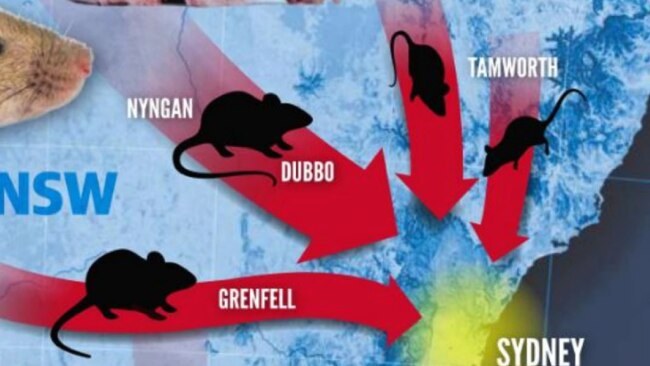 Those Nyngan/Dubbo mice are enormous