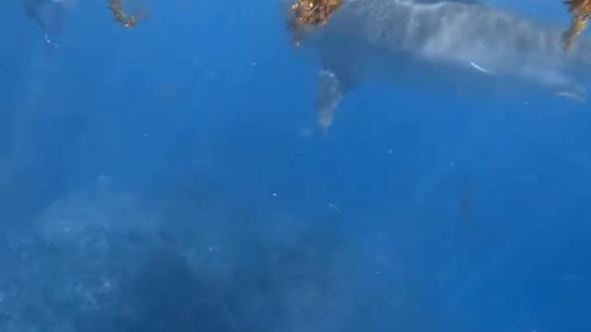 West Australian woman Jasmine Warneford filmed herself being dragged underwater by a tiger shark. Picture: Facebook