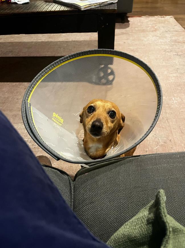 Scott Pape's dog Ginger and her cone of shame.