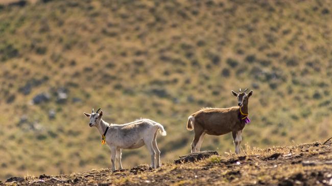 Toggenburg goats. Pictures: Phillip Biggs.