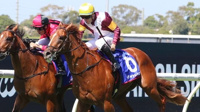 Linebacker is ready for the challenge ahead in the Group 1 Champagne Stakes at Randwick. Picture: Grant Guy