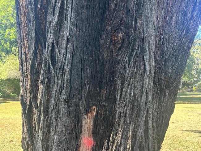 TJ Park marked trees not for removal, council confirms