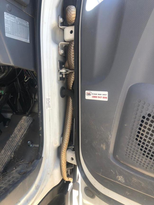 A deadly Eastern Brown in the cab of a work ute in Elliot Springs between Townsville City and the Burdekin earlier this year. Picture: Chapel Pest Control and Snake Take Away