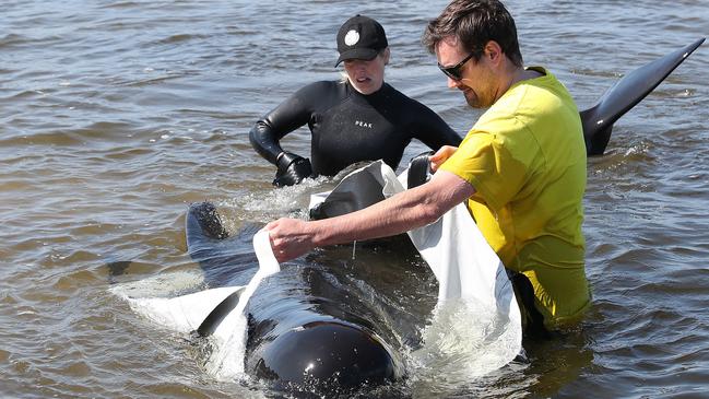 Rescue mission of surviving whales. Stranding of over 200 pilot whales at Macquarie Heads near Strahan Tasmania. Picture: Nikki Davis-Jones