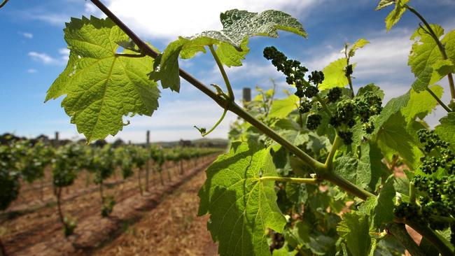 Indicative wine grape prices for the 2021 harvest have been released. Picture: Ben Searcy