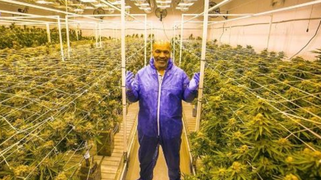 Boxing great Mike Tyson runs a successful cannabis business - and has opened up on one of his adventures while high.