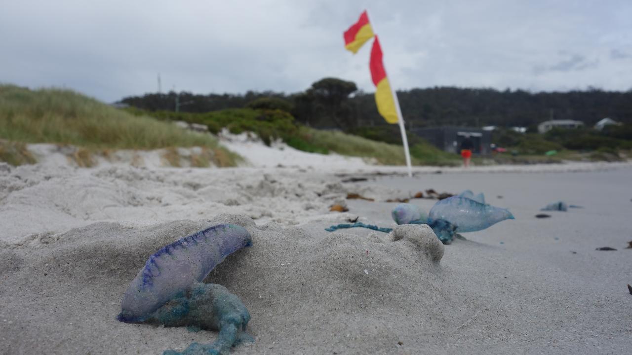 Bluebottle jellyfish  Derwent Estuary Program