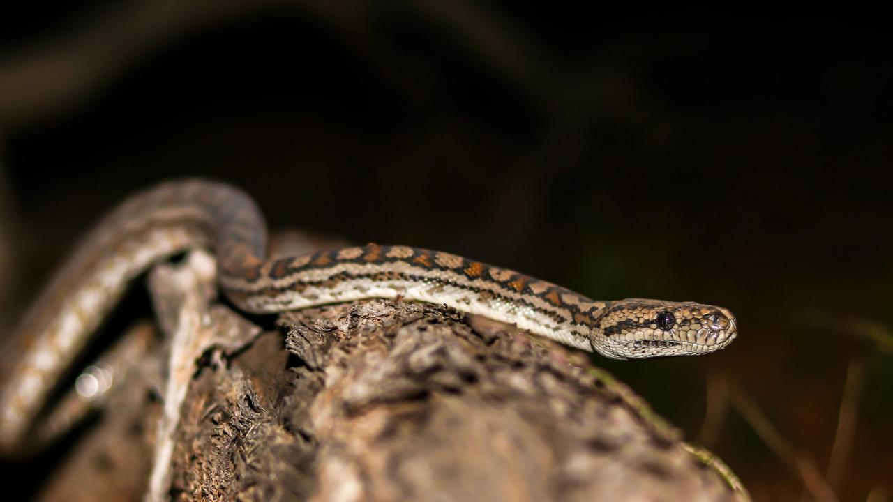 Outback in Focus photography competition youth finalist. Inland carpet python photographed by Weston Campbell, 14, at Willdale Station, near Charleville.