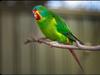 Group wins injunction against logging in swift parrot forest