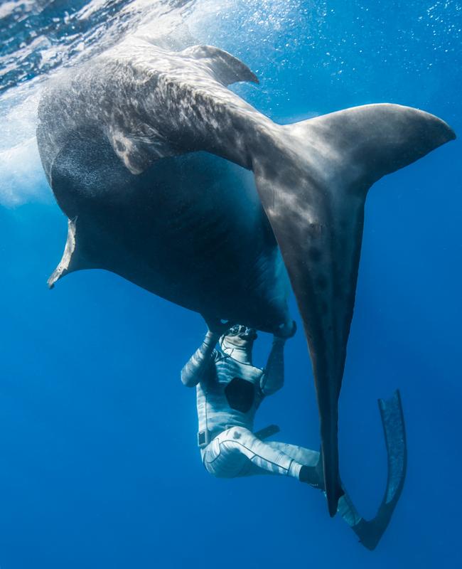 The shark whisperer Pierrick Seybald, a former spearfisher, redirects huge tiger sharks with just his hands. Picture: Cam Grant/Pierrick Seybald/Australscope