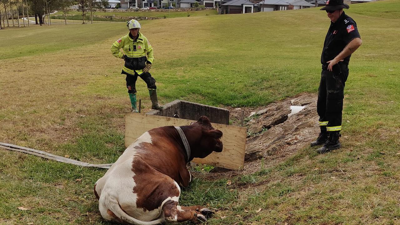 A confused cow has sparked two Fire and Rescue NSW emergencies in 24 hours in western Sydney.