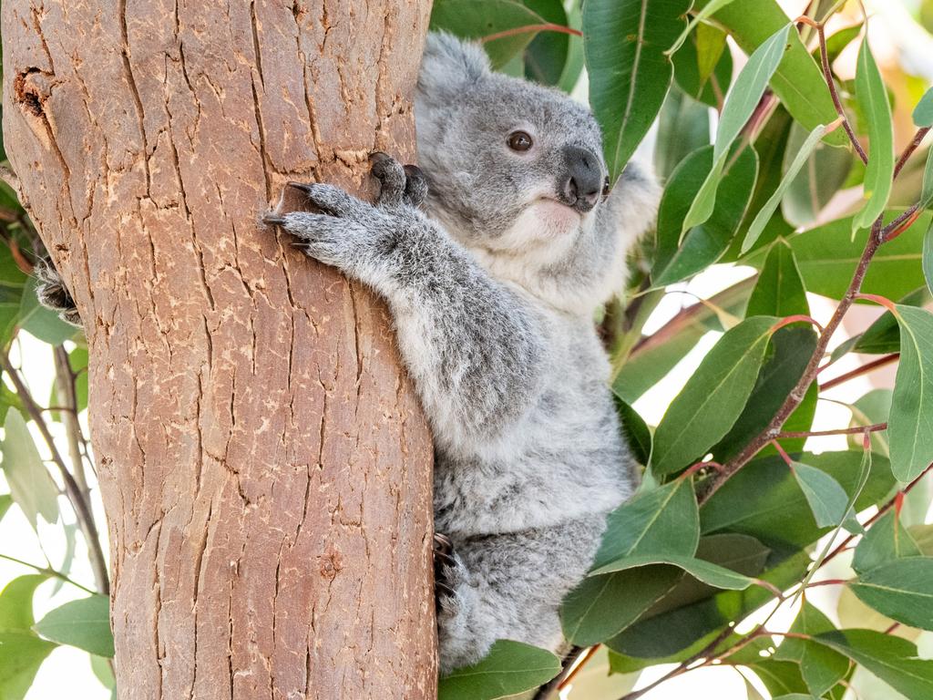 KIDS NEWS 2024: Superstar Olympic gold medallists sisters Noemie Fox, left, and sister Jessica Fox, meet their namesake joey koala, 10-month-old  Fox at Wild Life Sydney Zoo in a week the same week an island at Penrith Whitewater Stadium was named for their family. Picture: supplied