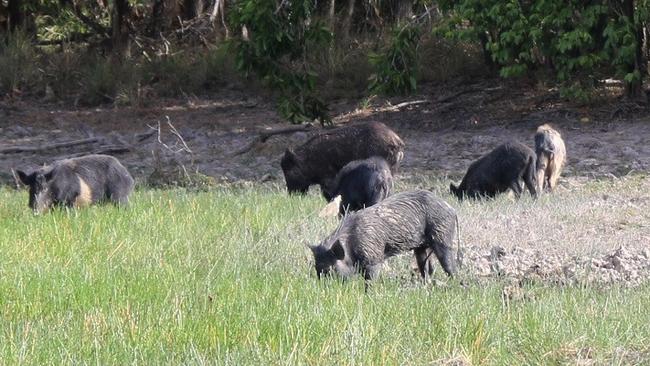 Feral pigs breed quickly and decimate crops and even eat lambs and small wildlife. Picture: Supplied