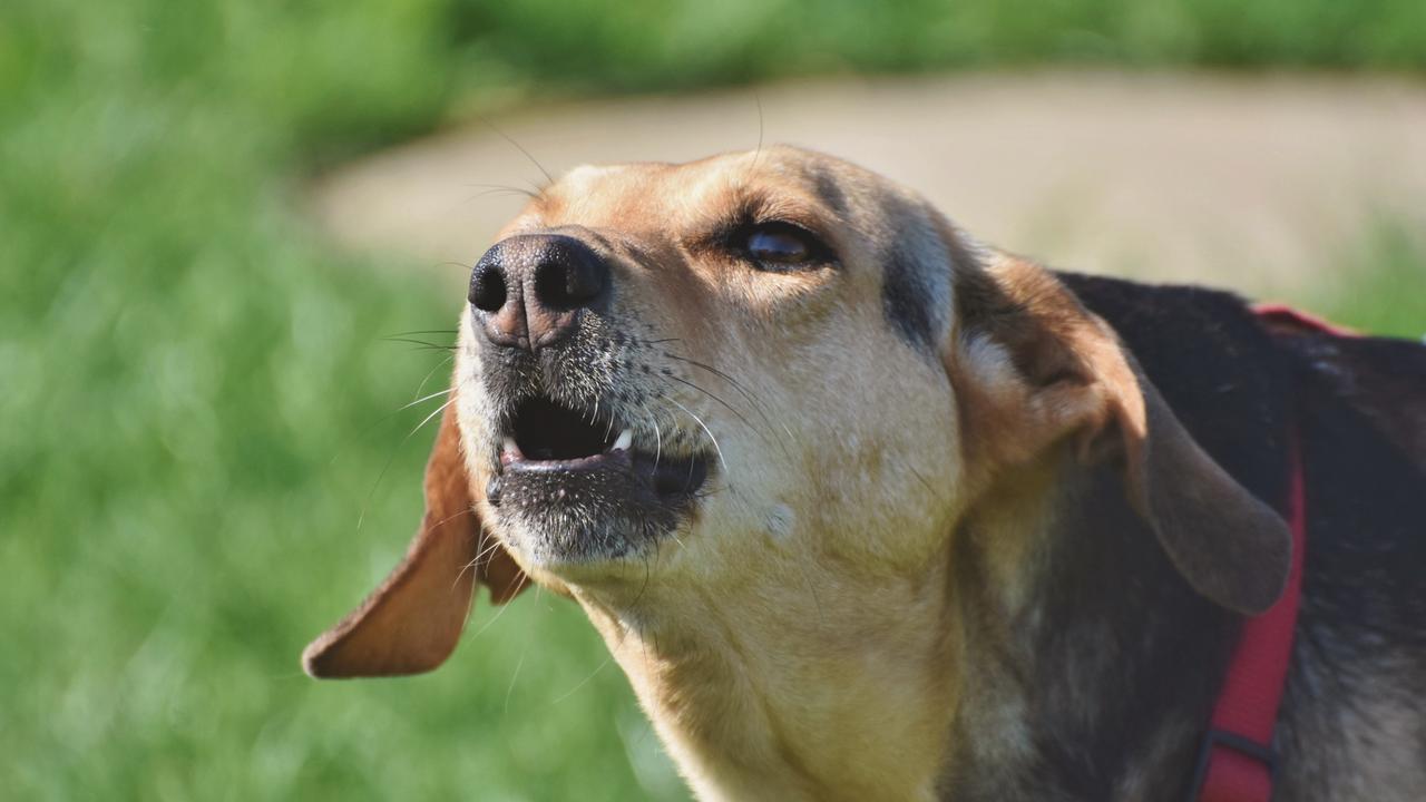 Roaming dogs were the centre of a neighbourhood dispute at Biloela. Generic image.