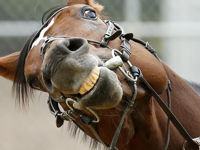 International Horse's trackwork at Werribee Racecourse, The Peter Chapple- Hyam trained Arod smiles for the camera. Melbourne. ,16th October 2015. Picture: Colleen Petch.