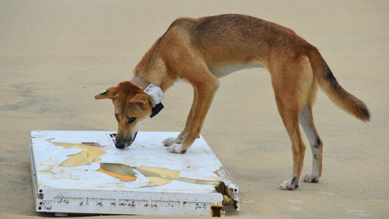 Tourists are warned not to feed dingoes.