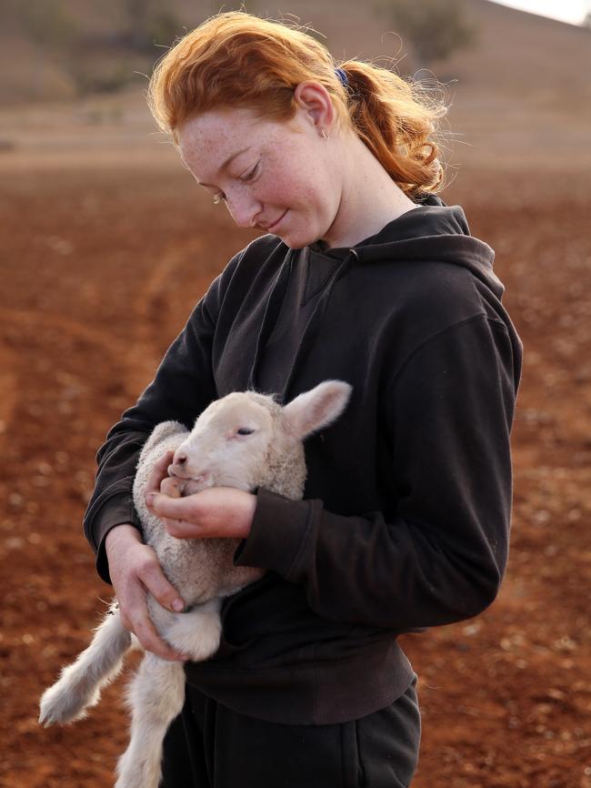 Farmer Les Jones’ daughter Lillie, 15, holding one of the sheep. Picture: Sam Ruttyn