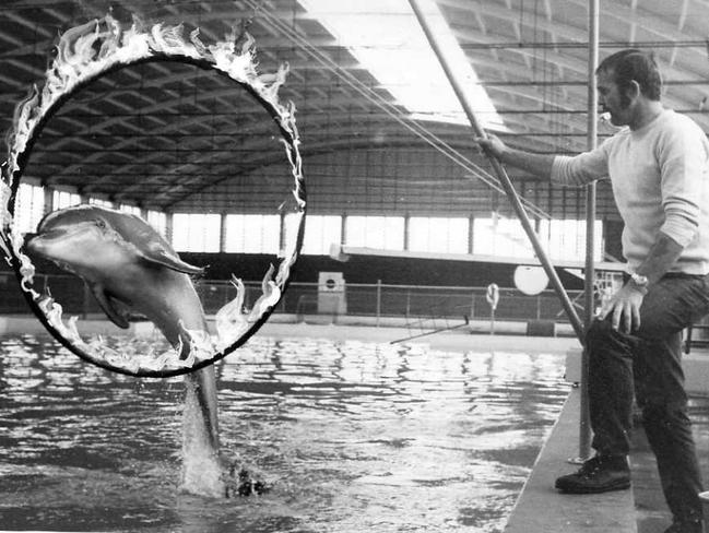 Trainer Bert Coster has Nipper the dolphin leap through hoop ring of fire in 1970.