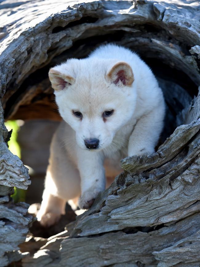 The new pure breed pups will help bolster dingo numbers. Picture: Jay Town