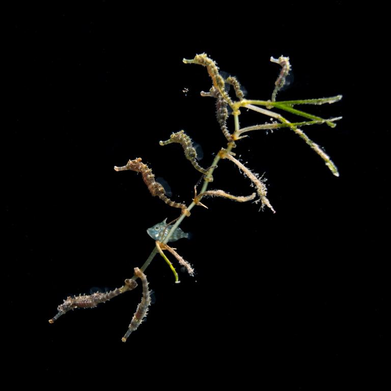 Seven baby seahorses and a baby leatherjacket. Picture: Mel Mu/Underwater Photographer of the Year 2020