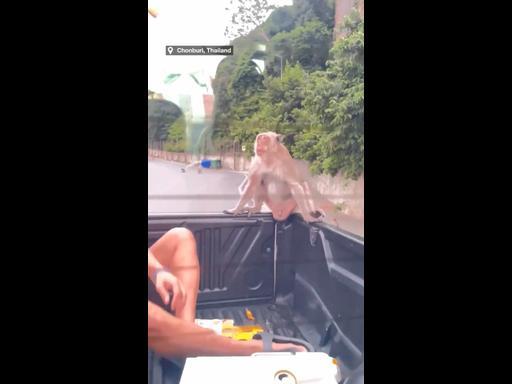 Wild monkeys cause chaos trying to steal bananas from truck