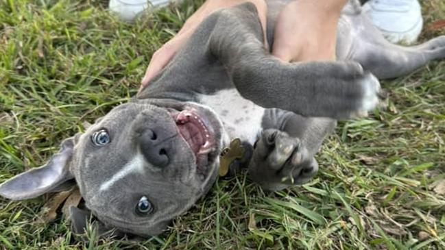 Coming equal second in the search for Gympie's cutest puppy of 2024 is 14 week old blue staffy Cash.