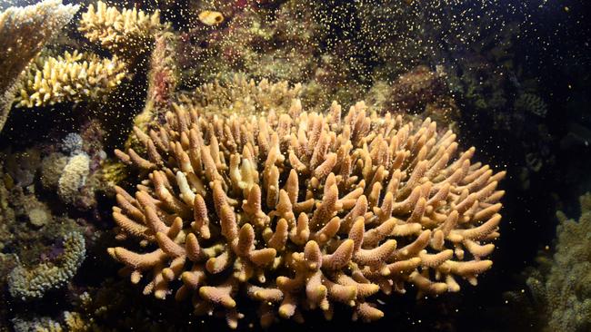 Branch coral spawning. Picture: Peter Harrison