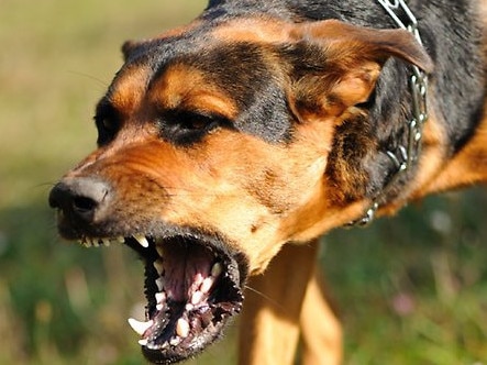 A young woman who stole almost $600 worth of items from Kmart and was taking care of her partnerâs vicious dog that seriously injured a Jack Russell has fronted court. Picture: Supplied